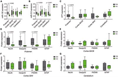 Beneficial effects of miR-132/212 deficiency in the zQ175 mouse model of Huntington’s disease